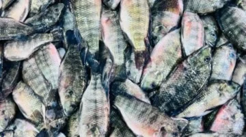 البلطي بـ 50 جنيها.. أسعار الأسماك في أسواق كفر الشيخ بتعاملات الخميس 5 فبراير 2026